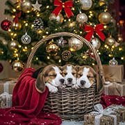 beagles